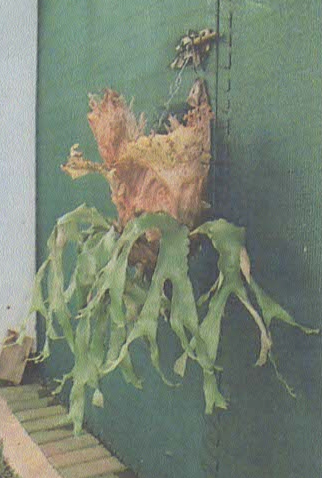 Platycerium quadridichotomum クアドリディコトマム ビカクシダ Platycerium quadridichotomum クアドリディコトマム ビカクシダ
